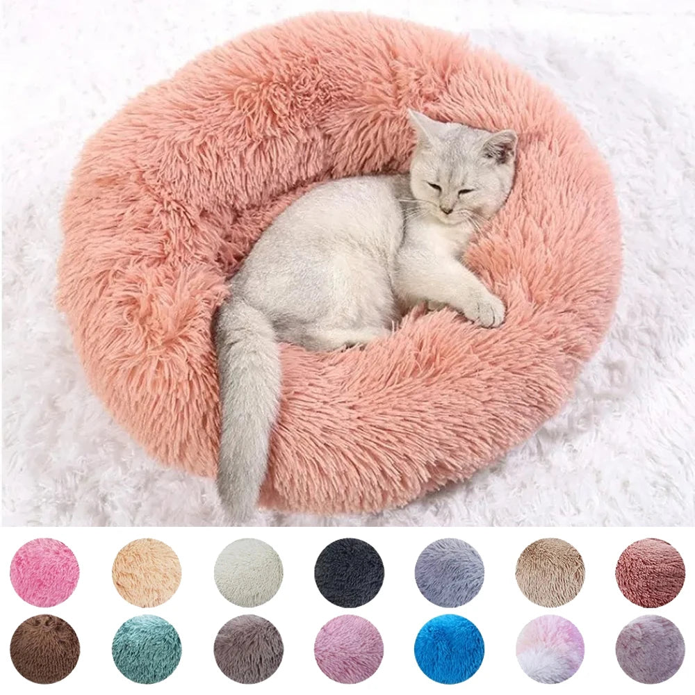 Bed Sofa